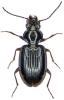 Bembidion sp.